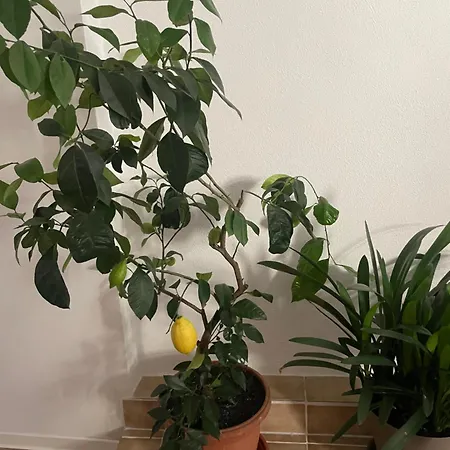 Appartamento Charmantes Loft Im Zentrum Zittau