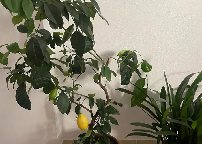 Apartment Charmantes Loft Im Zentrum Zittau